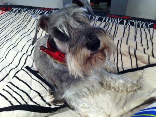 Barney sobre nuestra cama, recién llegado de la peluquería.